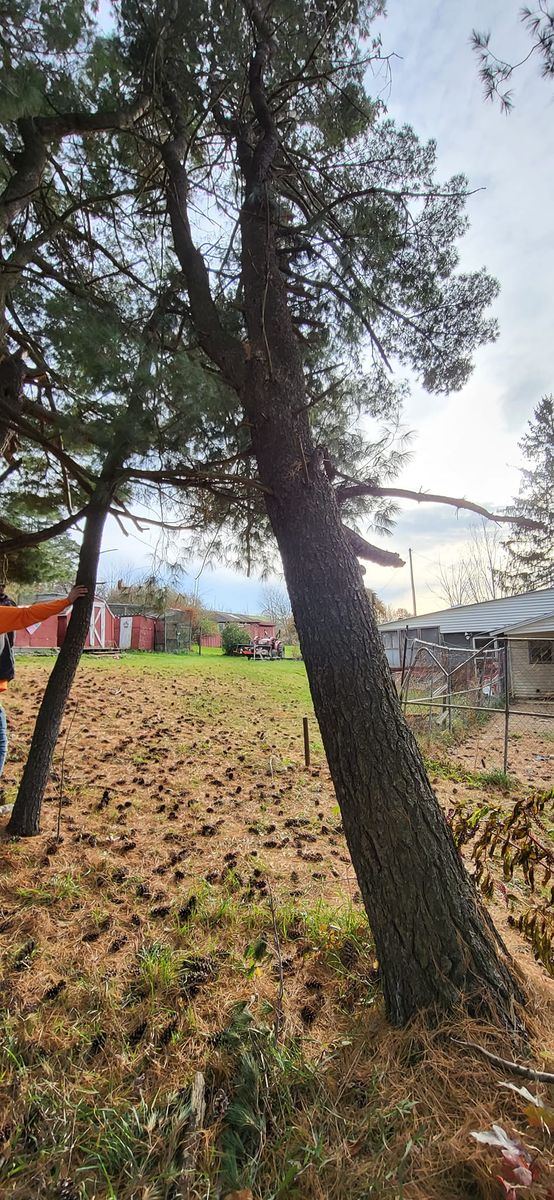 Tree Removal for Fowler's Tree Service LLC. in New Albany, PA