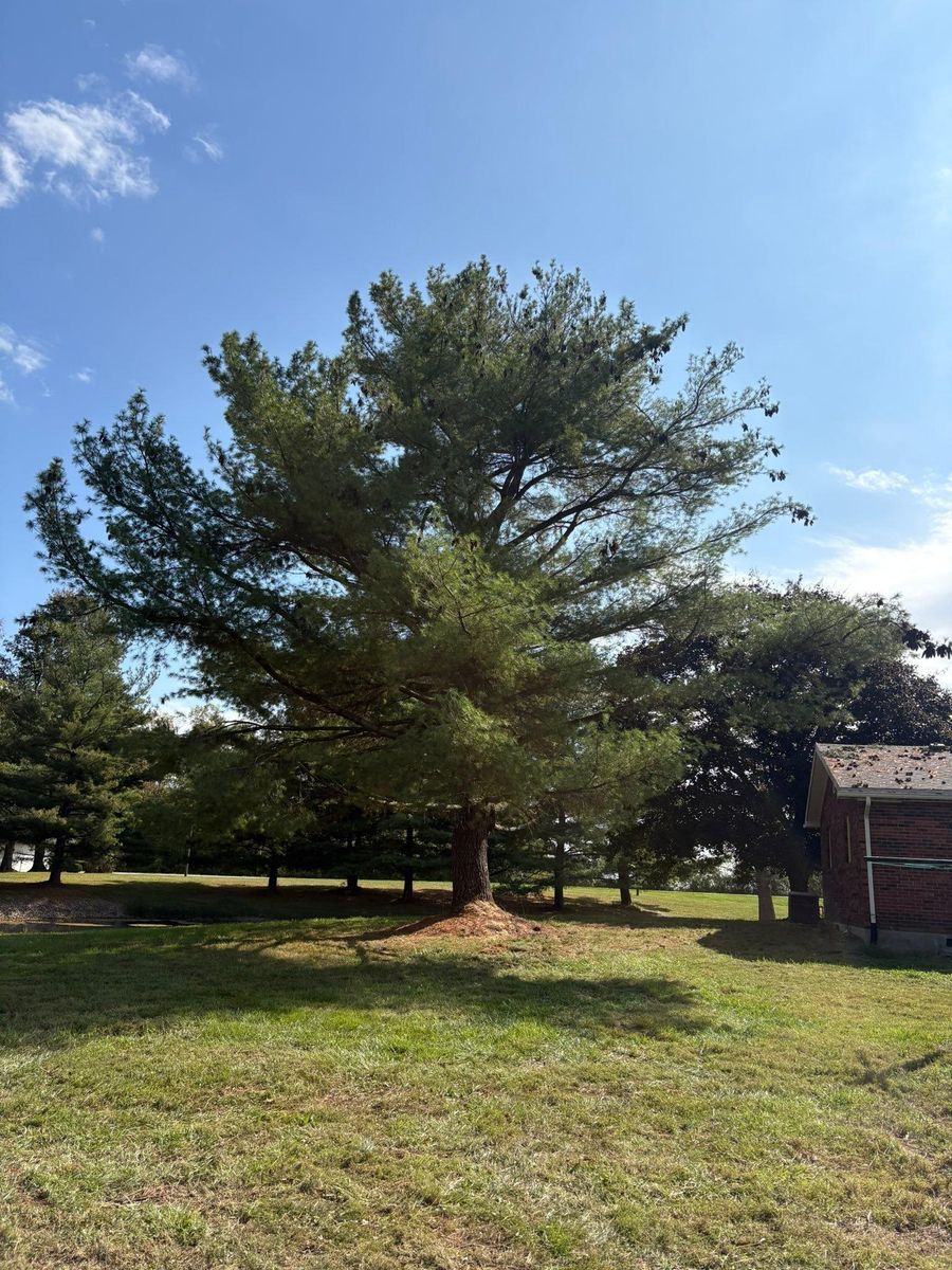 Tree Trimming for Dig-It Tree Company in Mason, OH