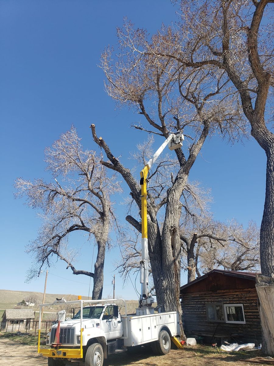 Tree Trimming for Two Fellers Tree Service in Buffalo, WY