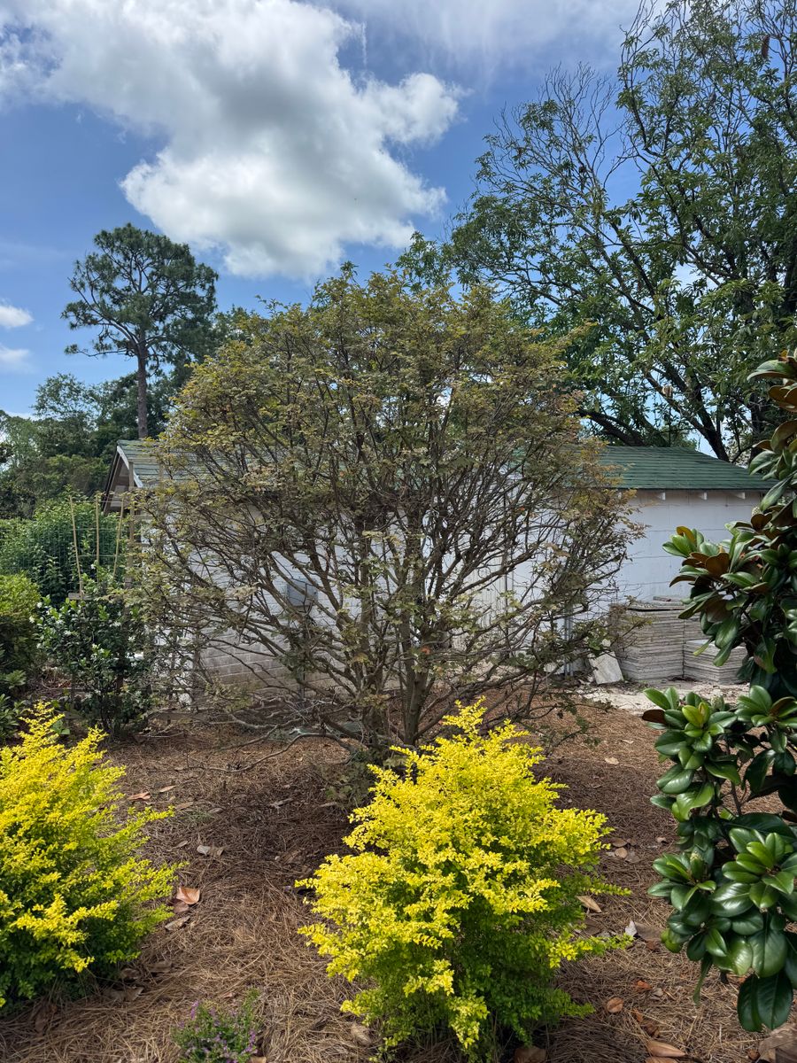 Landscaping Services for South GA Land Development in Hazlehurst, GA