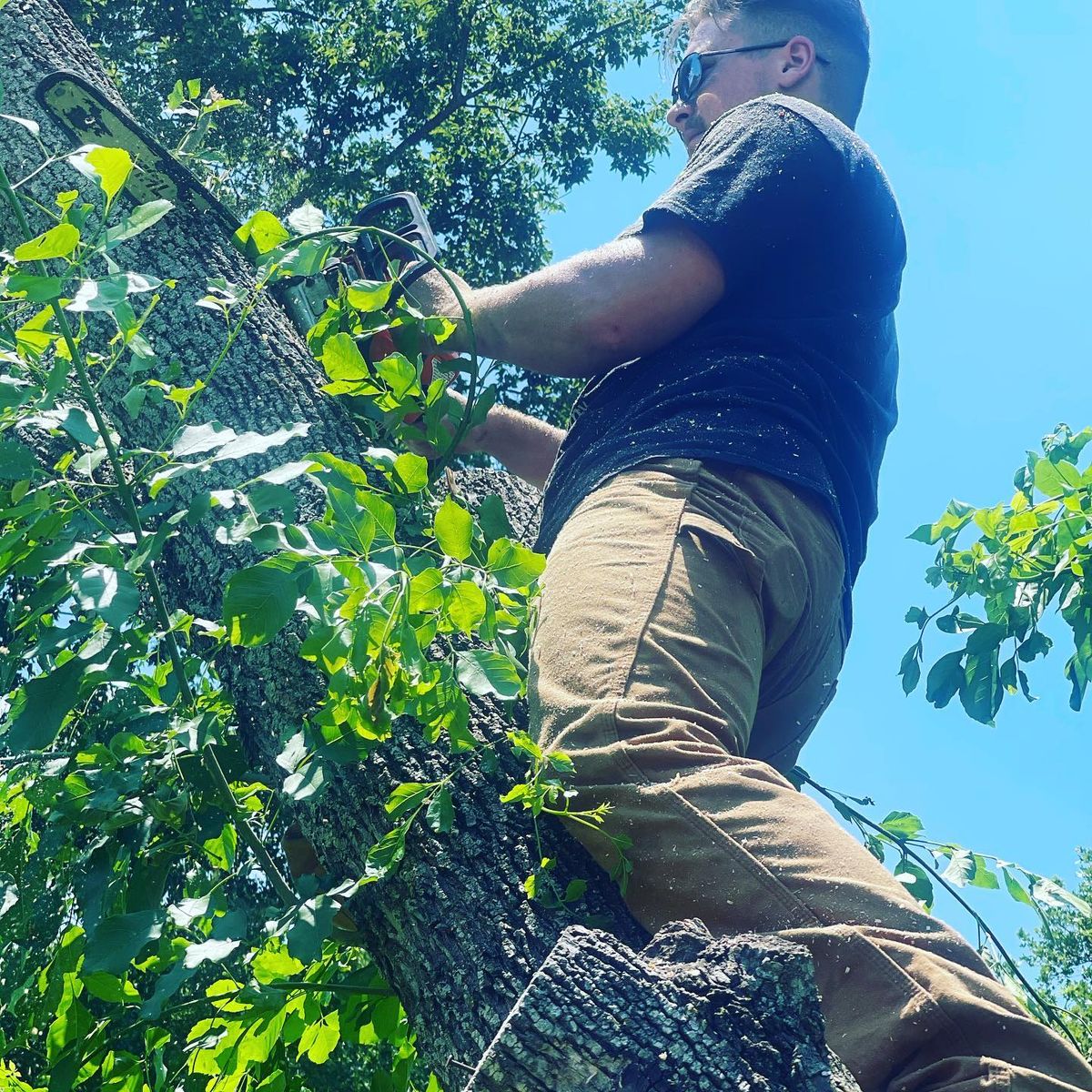 Tree Trimming for Tesla Tree Trimming in Kempner, TX