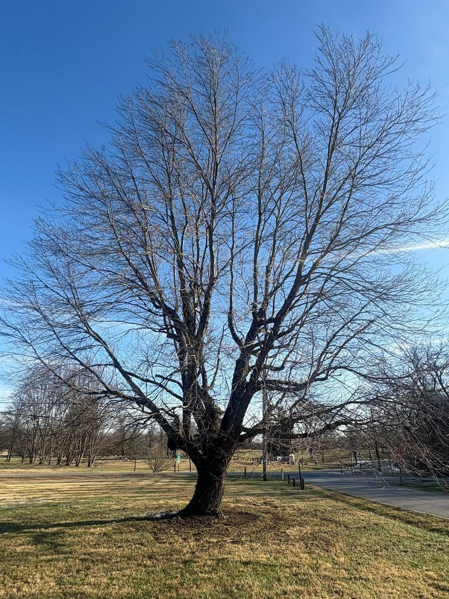 Tree Removal for Dig-It Tree Company in Mason, OH