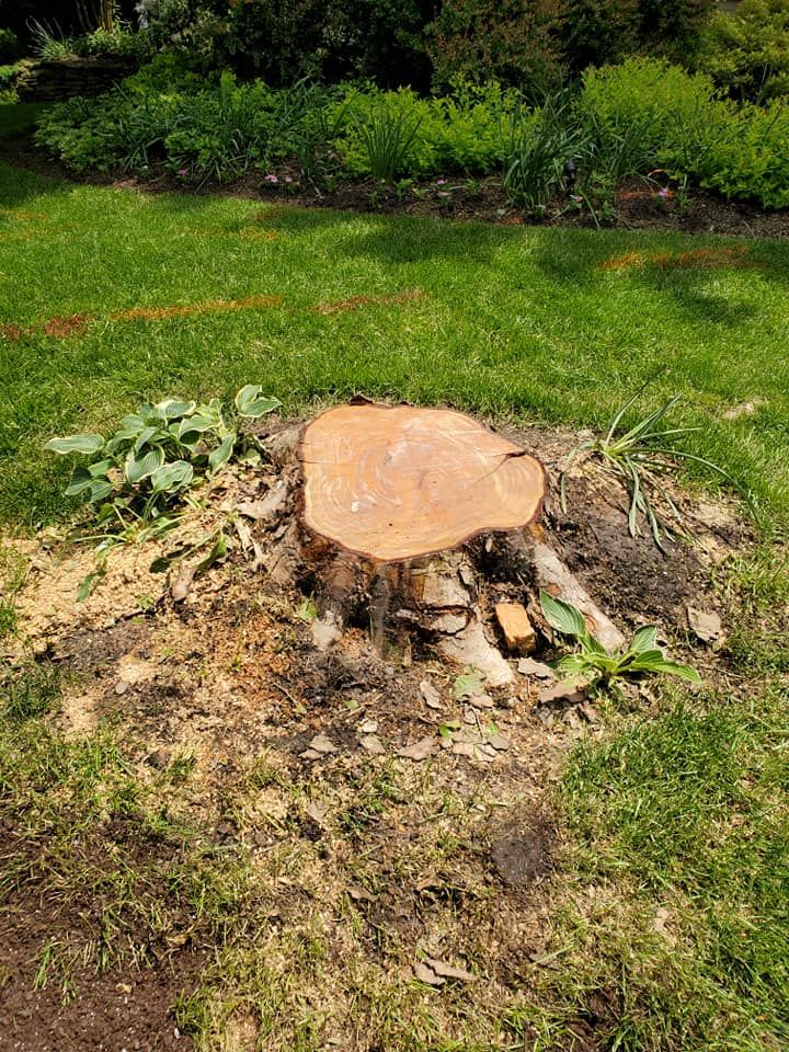 Stump Removal for W D Giampa Lawns and Landscape Inc. in Manassas, VA