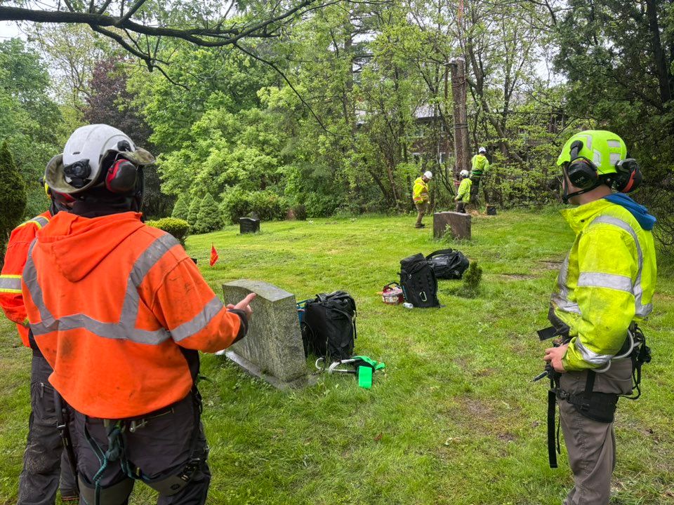 Tree Pruning for T's Trees in Albany, NY