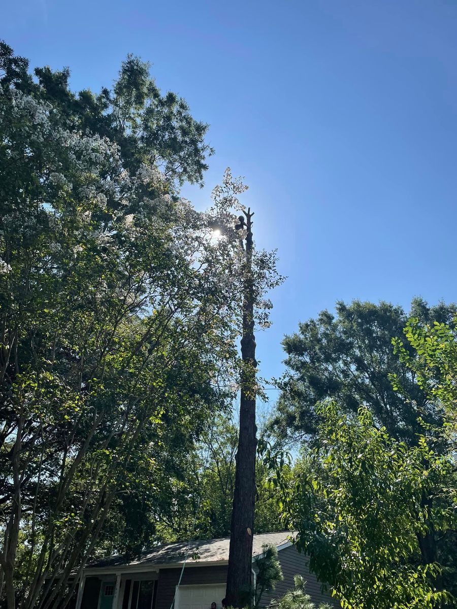 Tree Trimming for Oakhurst Landscaping and Tree Service in Charlotte, NC