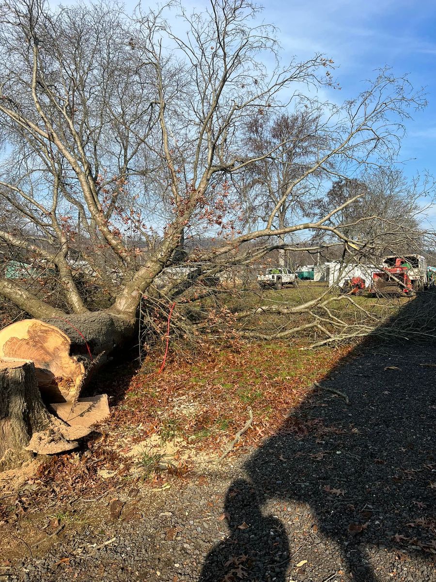 Tree Removal for Total Tree Service in Washington, NJ