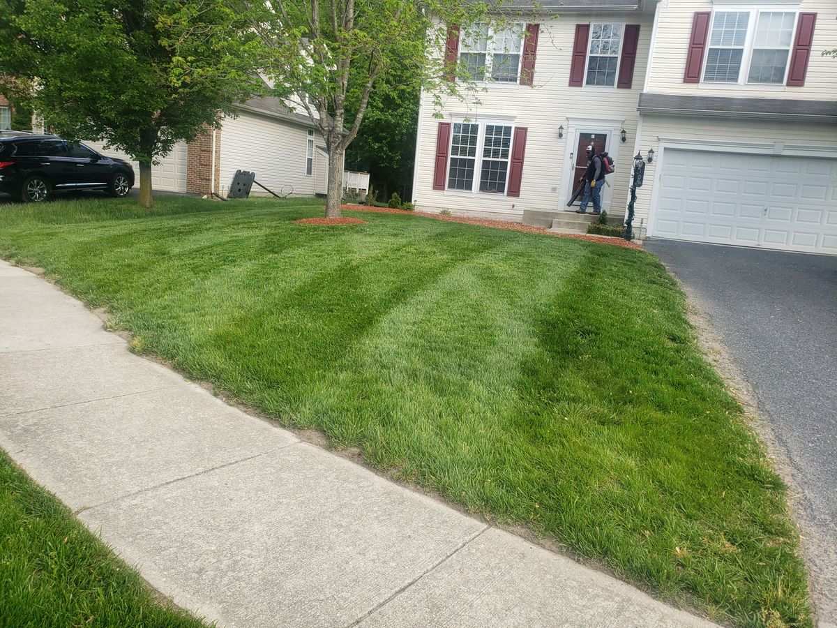 Tree & Shrub Care for Sam I AM Property Solutions in Sunderland, MD