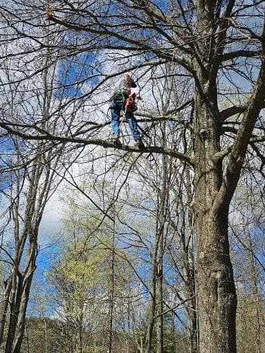 Tree Trimming for Fowler's Tree Service LLC. in New Albany, PA
