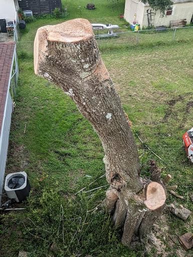 Tree Removal for Regal Tree Service and Stump Grinding in Wauchula, FL