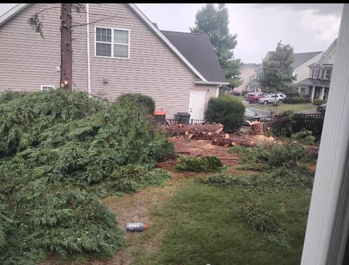 Tree Trimming for All Tree Property Services in Charlotte, NC