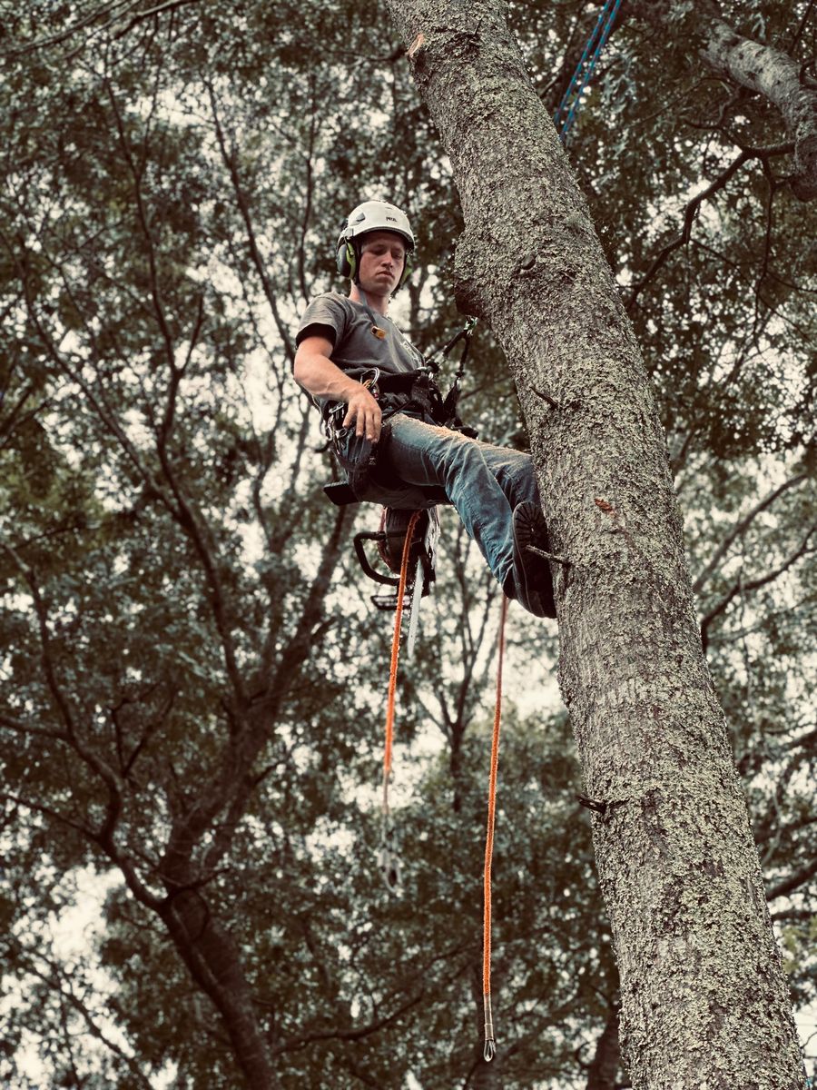 Tree Removal for Powell Tree Service Inc. in Cape Cod, MA