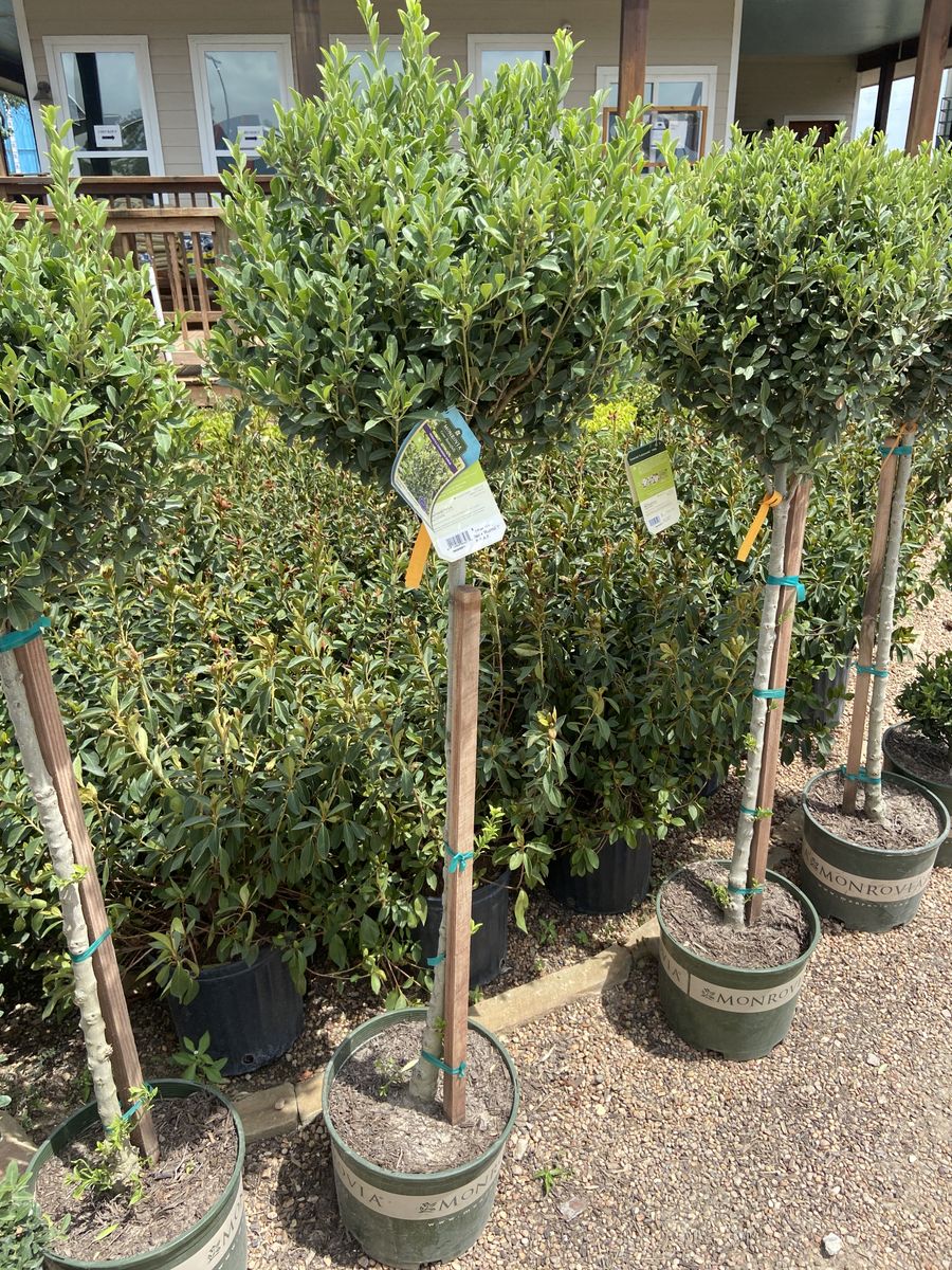 Landscape Installation for Atlas Land Design in Creekside Park, TX