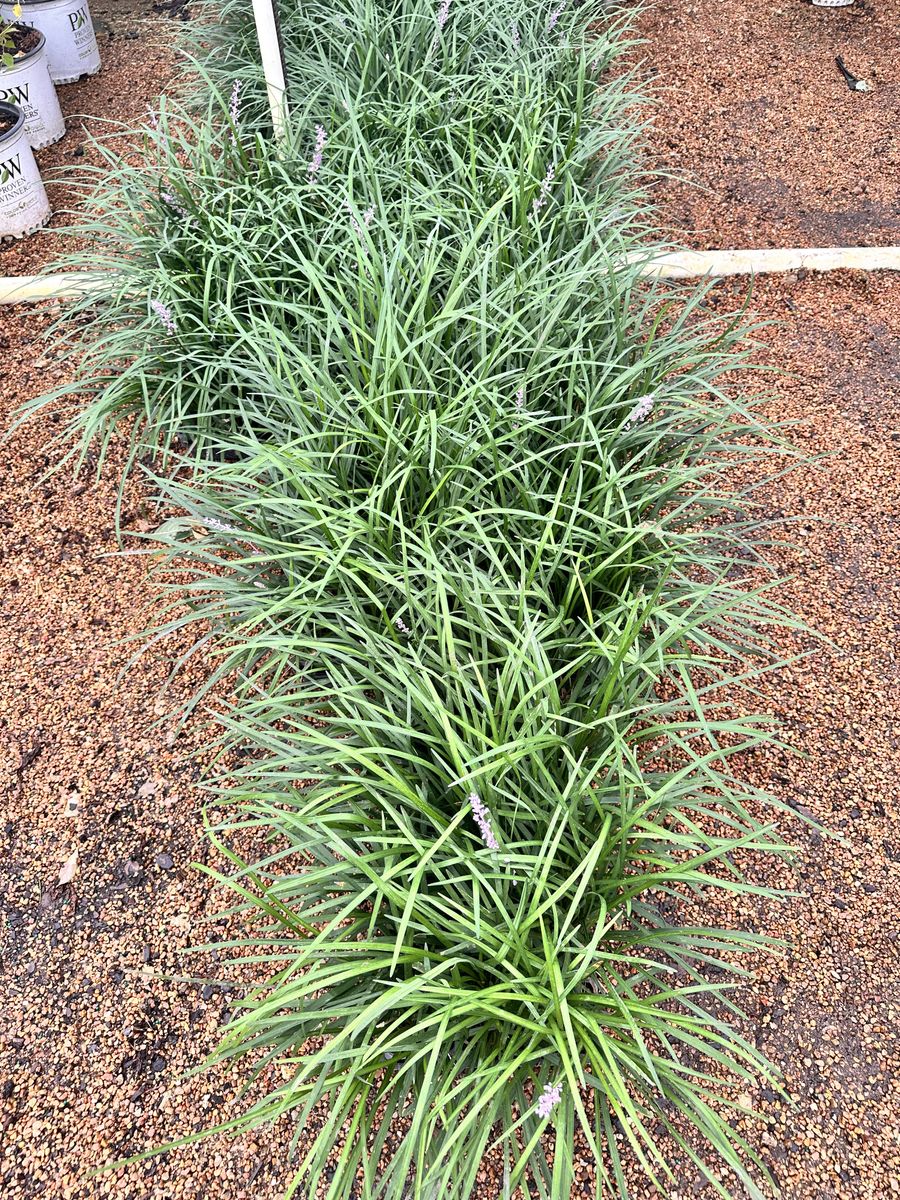 Landscape Installation for Atlas Land Design in Creekside Park, TX