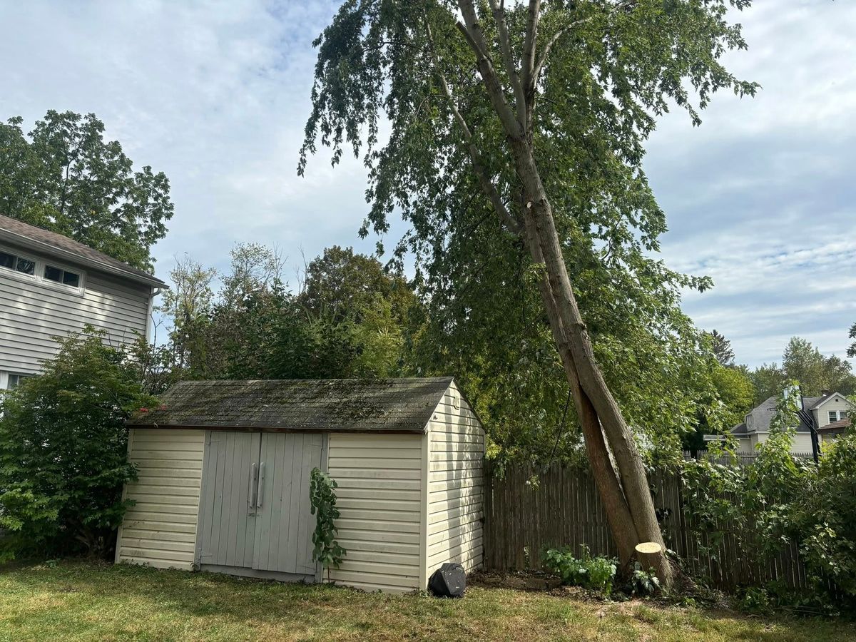 Tree Pruning for T's Trees in Albany, NY