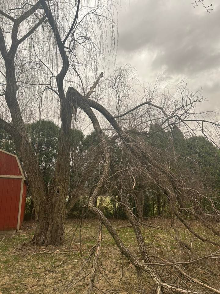 Tree Removal for Wininger Landscaping in New Richmond, IN