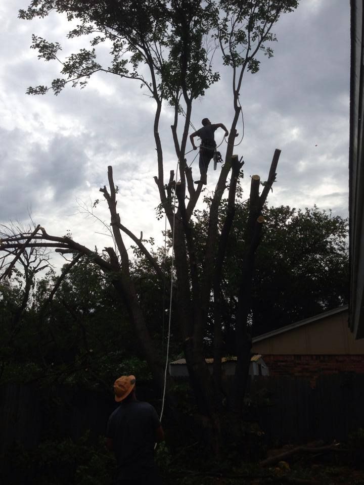 Tree Trimming for Classic cut tree trimming and removal in Arlington, TX