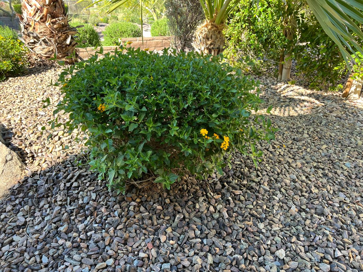 Tree & Shrub Care for Grand Canyon State Landscape Inc. in Surprise, AZ