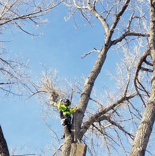 Tree Trimming for Two Fellers Tree Service in Buffalo, WY