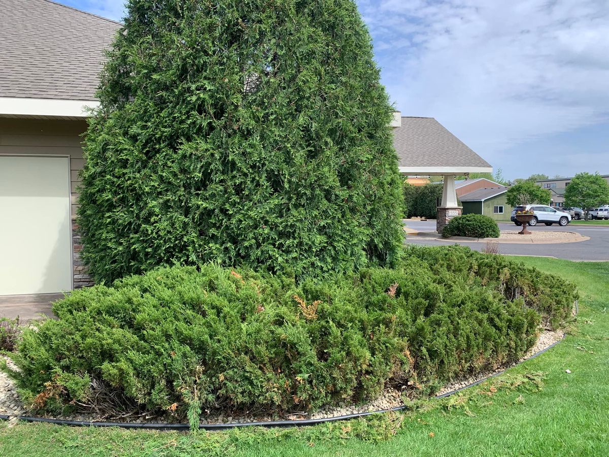 Shrub Trimming for Steele’s Outdoor Services in Forest Lake, MN