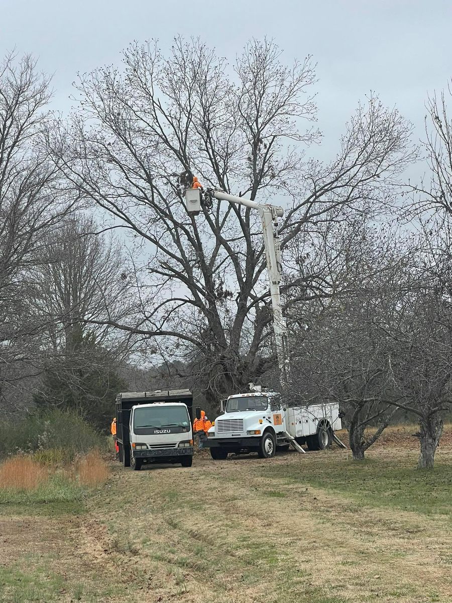 Tree Removal for Ross Family Tree Service LLC  in Hohenwald, TN