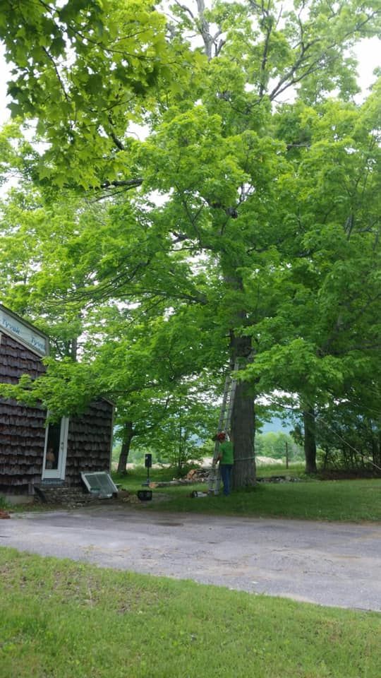 Dangerous Tree Removal for Andy Naylor Excavation in Stowe, VT