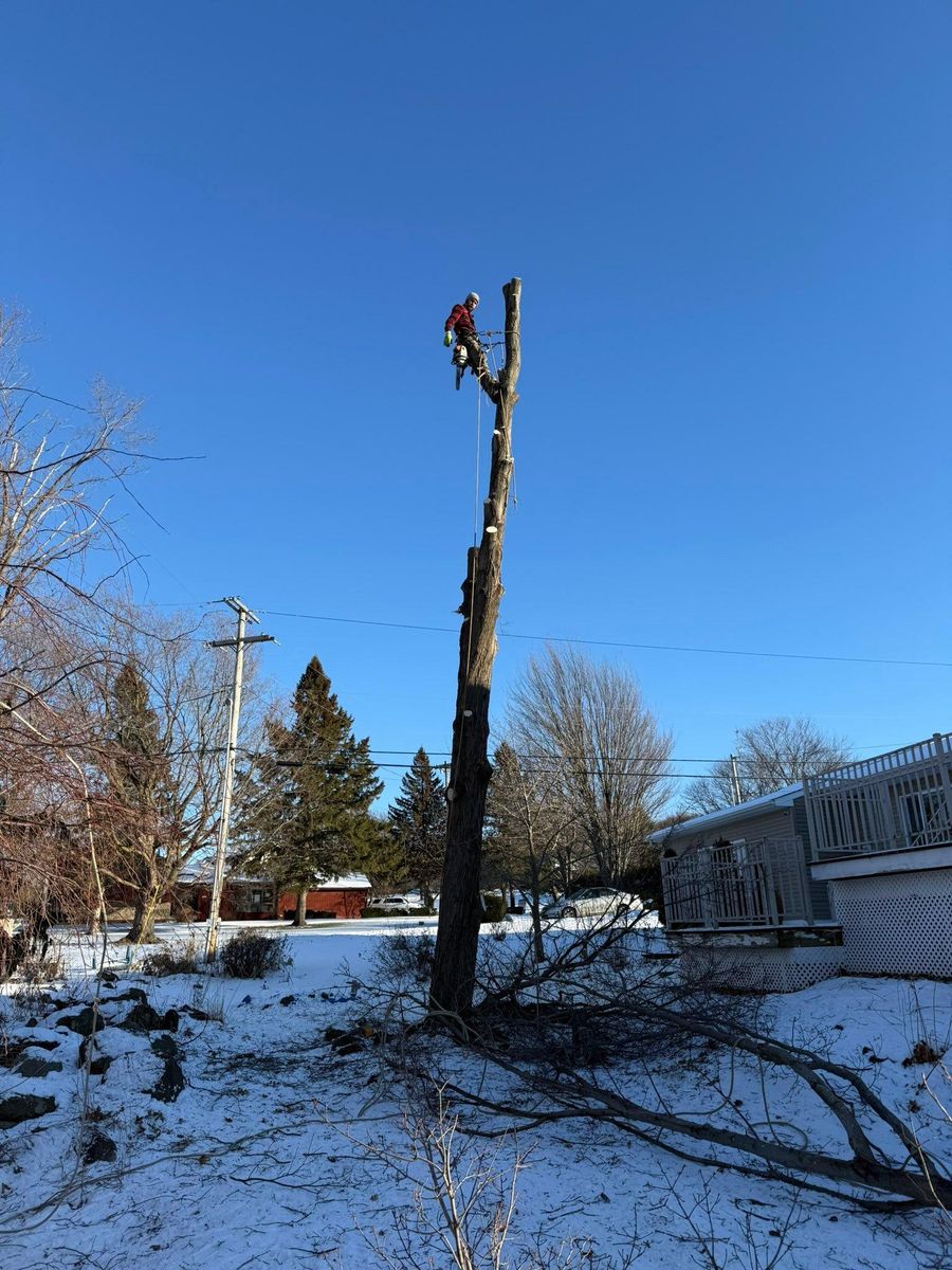 Tree Removal and Hedge Trimming for Bishop’s Property Maintenance in Franklin, VT
