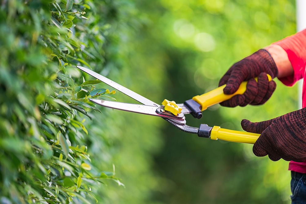 Shrub Trimming for Trim Seasonal Services in Milwaukee, WI