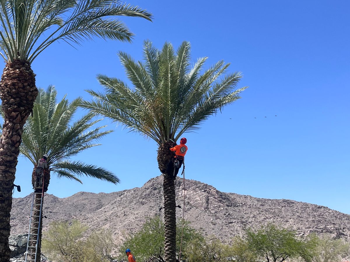Palms Trimming for AZ Tree & Hardscape Co in Surprise, AZ
