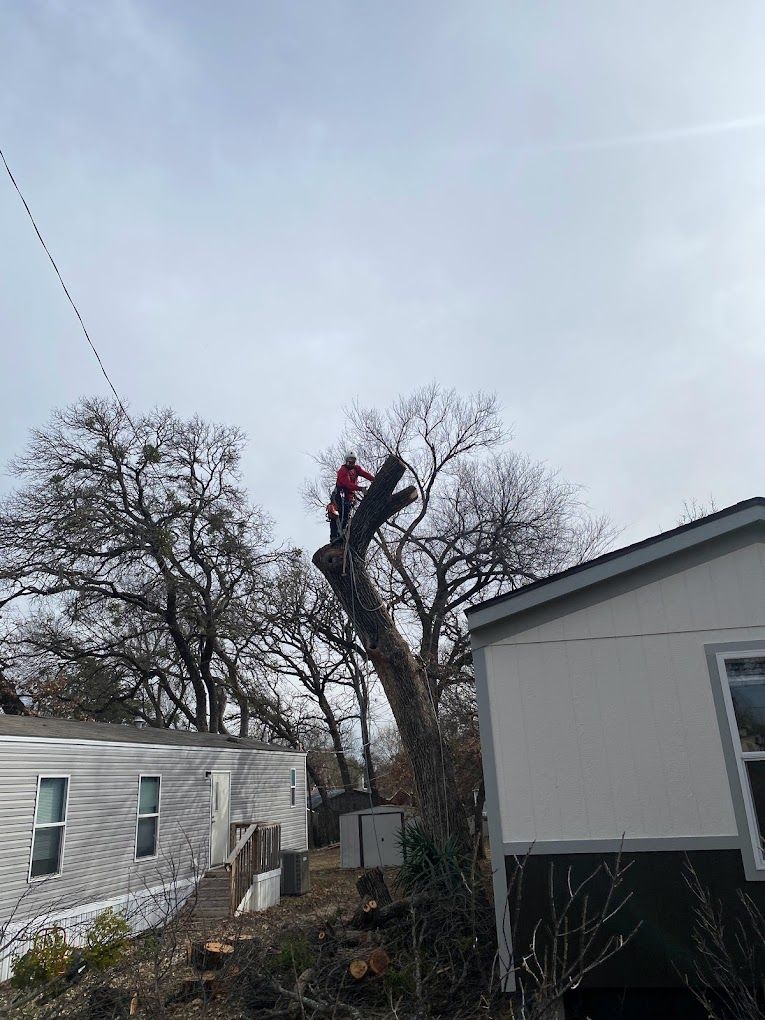 Tree Trimming for Imber’s Tree Service LLC in Arlington, TX