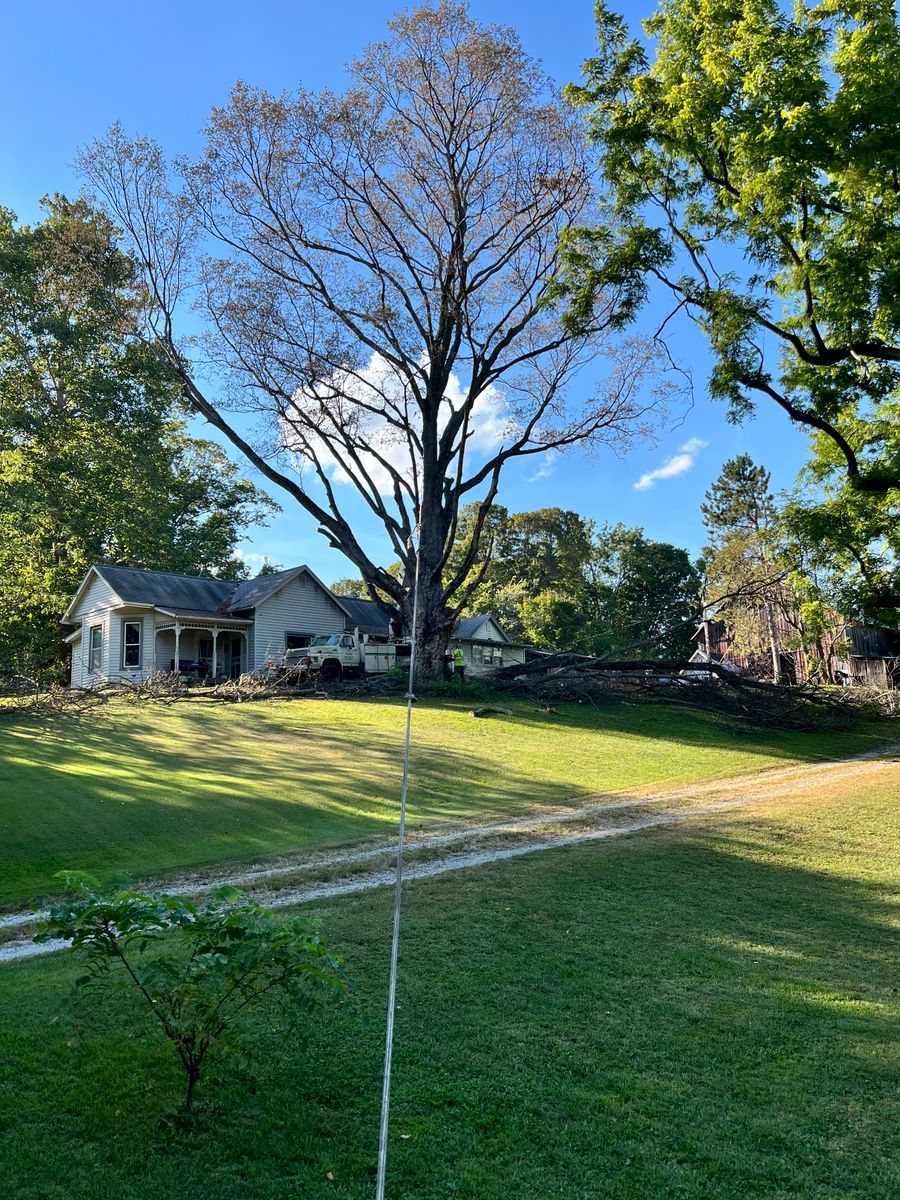 Tree Trimming for Kadin’s Tree Service in North Vernon, IN