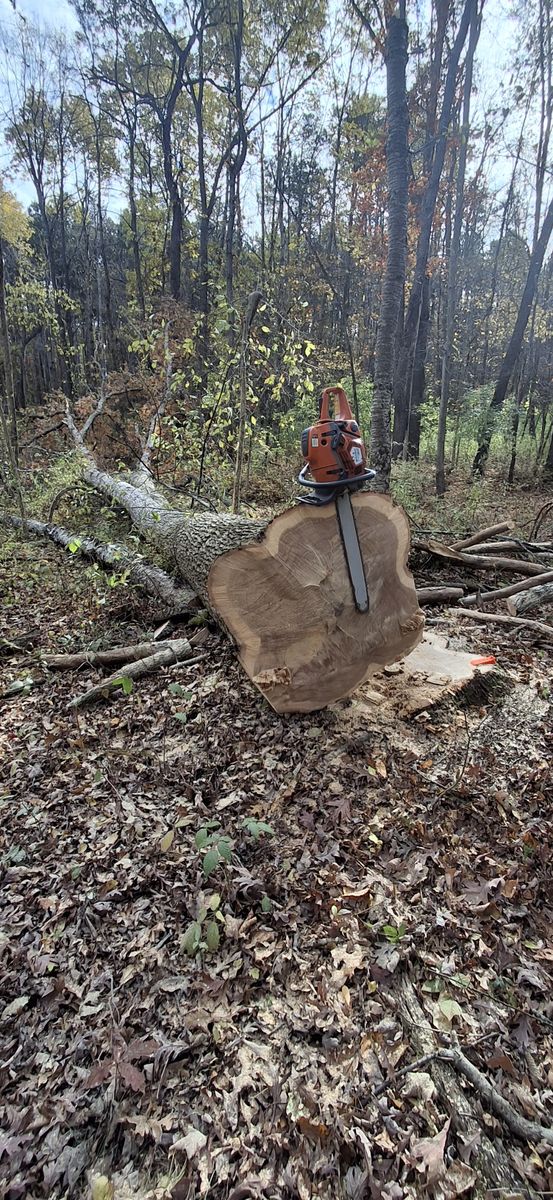 Timber Management for God's Country Timber Management in Hillsdale, MI
