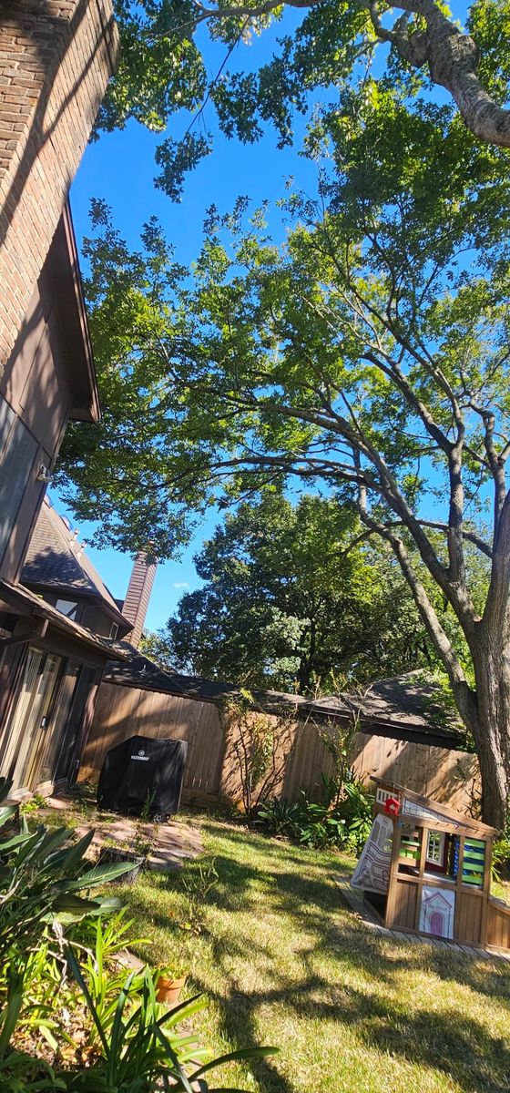 Tree Removal for Servin's Tree Care  in Houston, TX