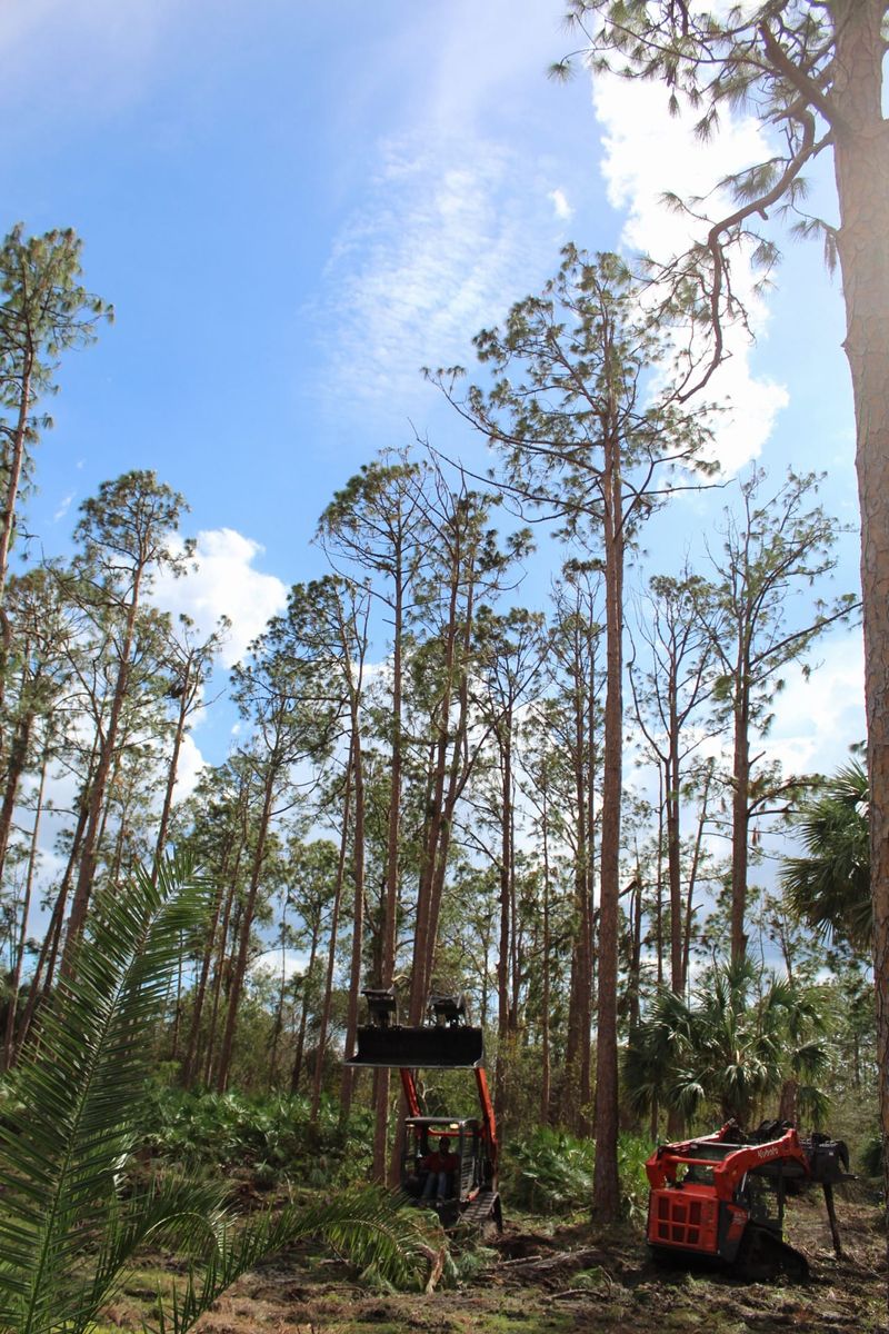 Tree Trimming for American Tree Masters in Alvin, TX