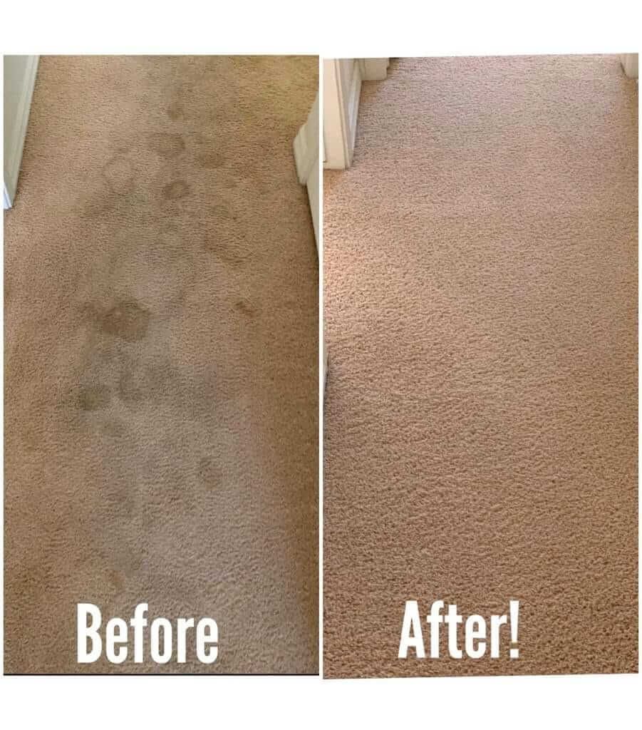 Pet Odor Removal for SOS Carpet, Furniture & Tile Cleaning in Boynton Beach,, FL