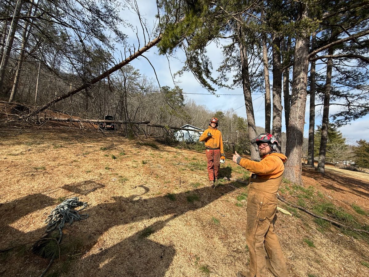 Tree Removal for Lucky’s Tree Removal and Landscape Services in Clinton, TN