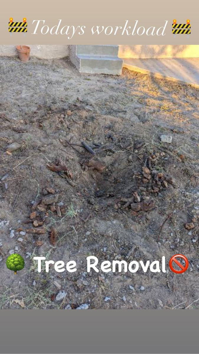Tree Removal for Oasis Landscaping LLC in El Paso, TX
