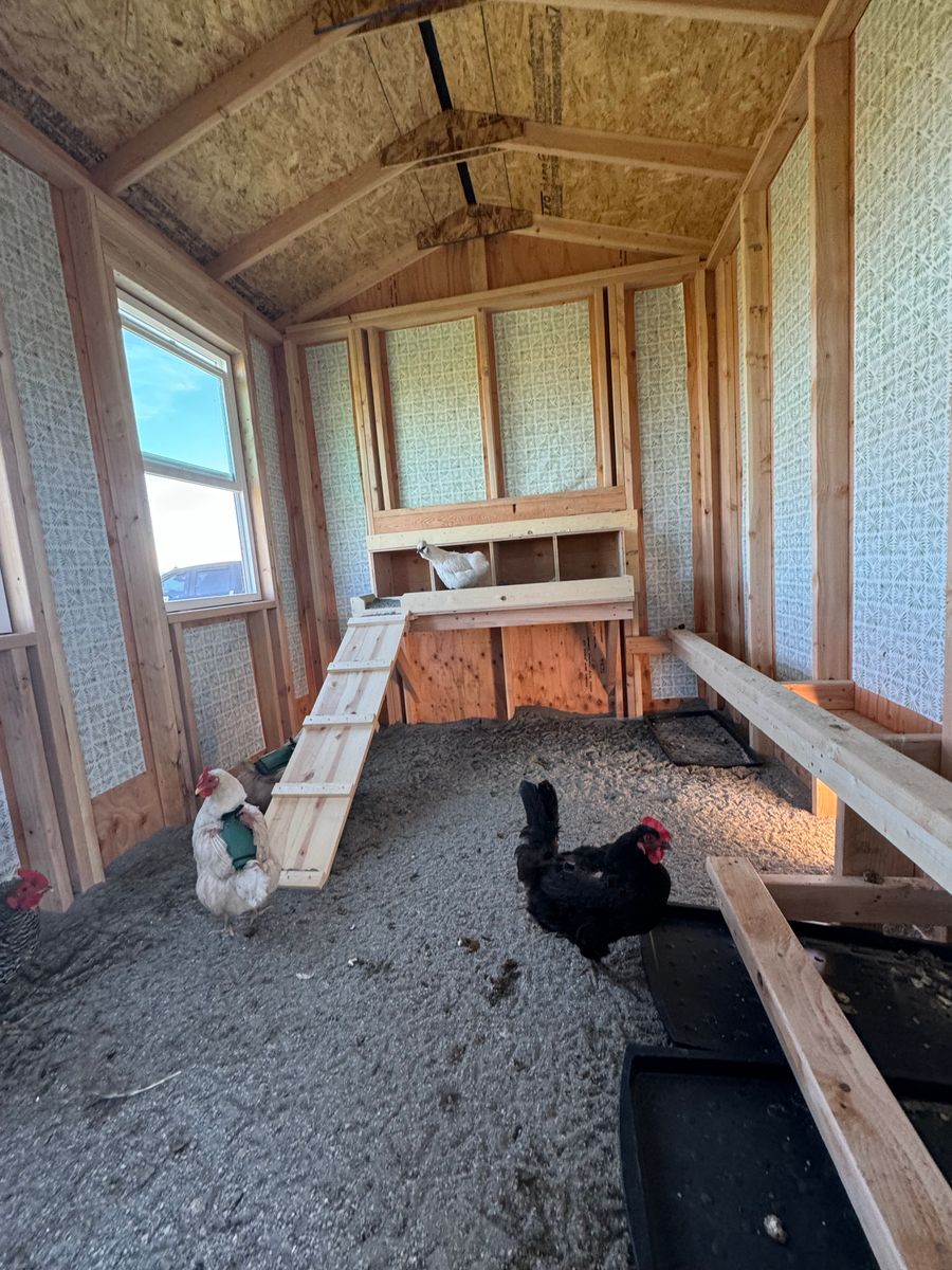 Chicken Coops for Rocky Mountain Shed Builders in Whitefish, MT