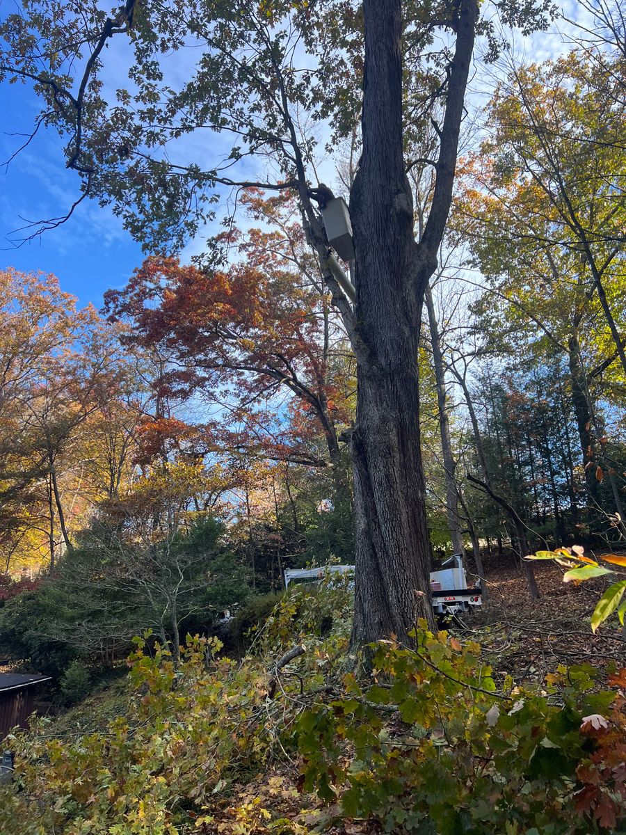 Tree Trimming for Ground To Sky Tree Care in Asheville, North Carolina