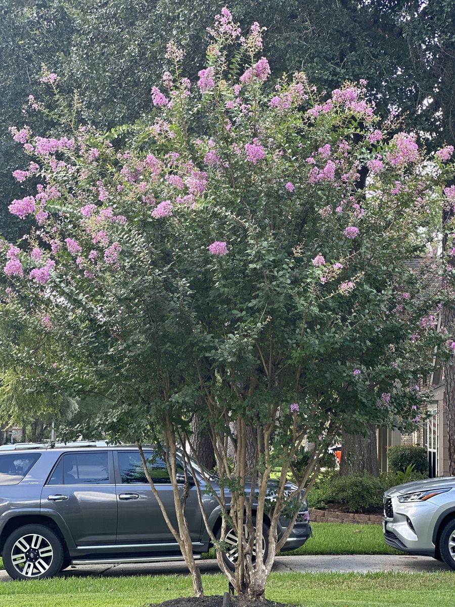 Landscape Installation for Atlas Land Design in Creekside Park, TX