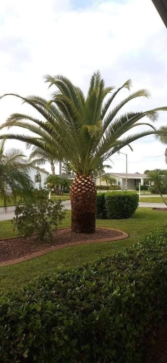 Tree Trimming for Highlands Tree Service LLC in Avon Park, FL