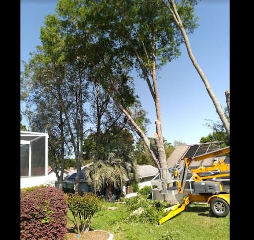 Tree Removal for Perfect Cut Lawn & Tree Care in Citrus Springs, FL