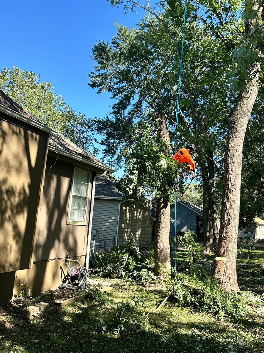 Tree Trimming for Cross Family Tree Service in Kearney, MO