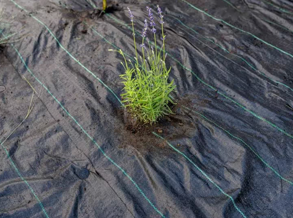 Weed Barrier Installation for Citiscapes, LLC in Phoenix, AZ