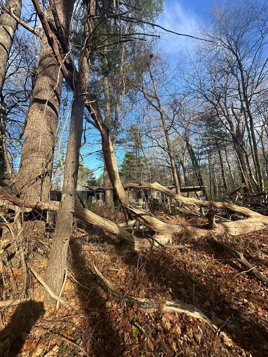 Tree Trimming for Silver City Tree and Landscape in Taunton, MA