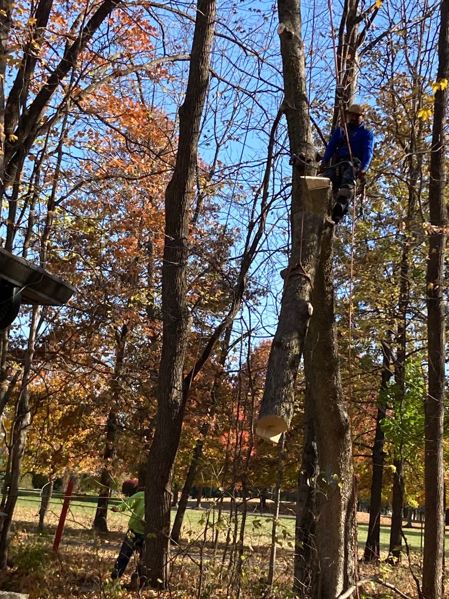 Tree Trimming for Village Tree Service  in Whitestown, IN