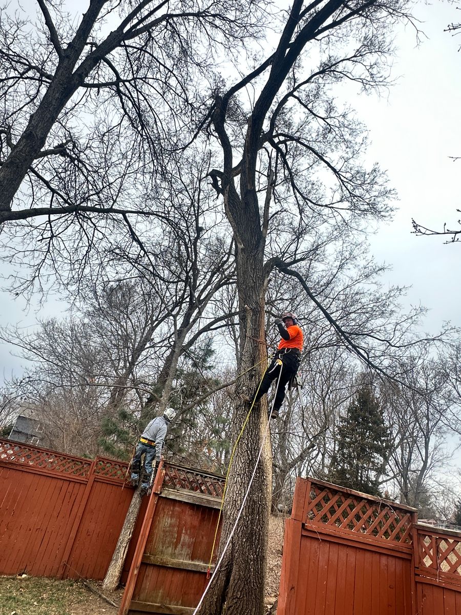 Tree Trimming for Cross Family Tree Service in Kearney, MO