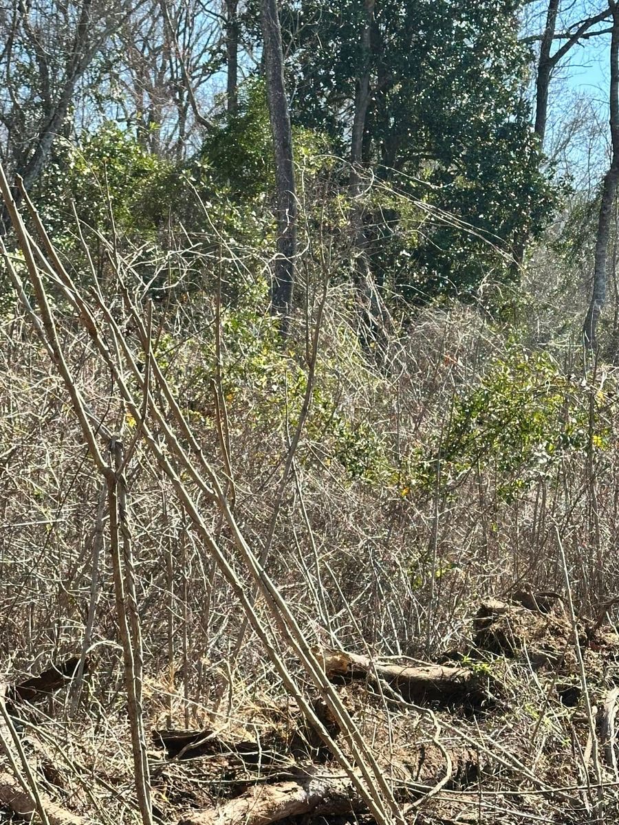 Tree Removal for Page Outdoor Services in Wrightsville, GA