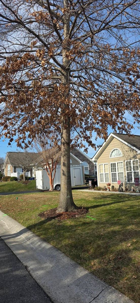 Tree Removal for Hamlett Tree Service LLC in Clover, VA