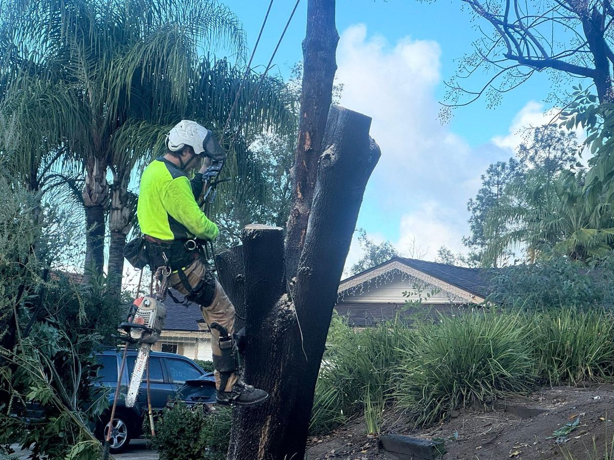 Tree Removal for The Tree Fairy in Julian, CA