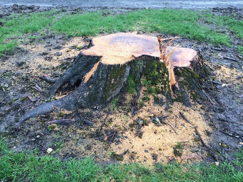 Tree Trimming & Removal for Lanes Land Management in Fayetteville, TN